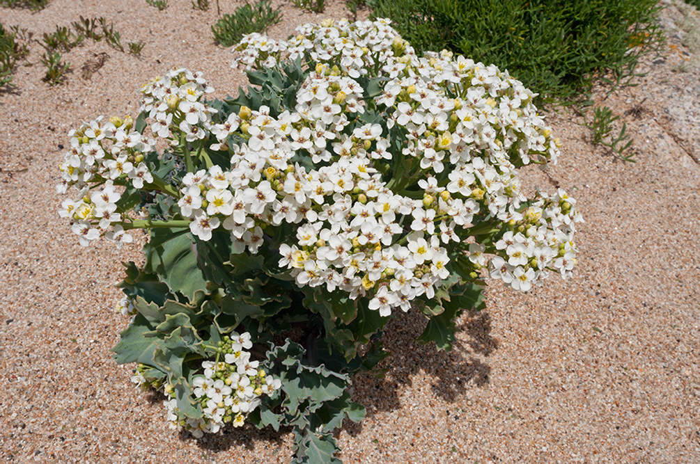 Crambe_maritima_LP0711_47_Scilly