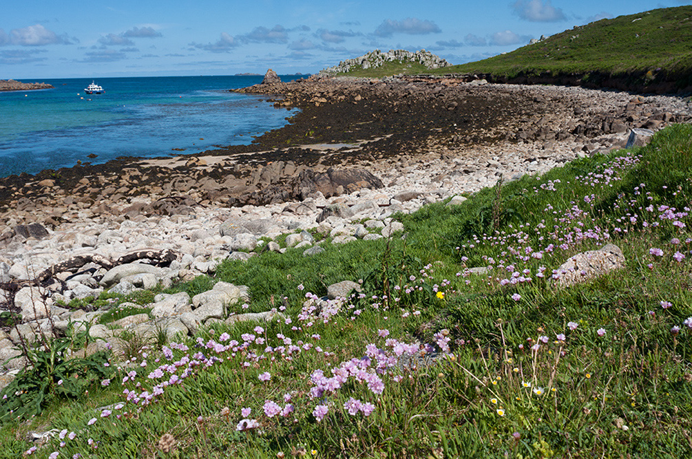 Armeria_maritima_LP0710_29_Scilly