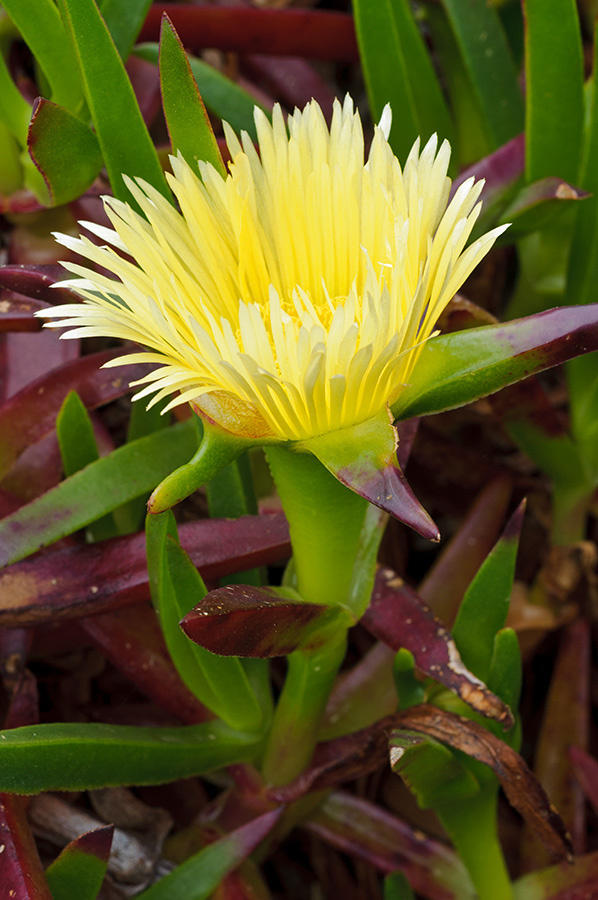 Carpobrotus_edulis_LP0711_84_Scilly