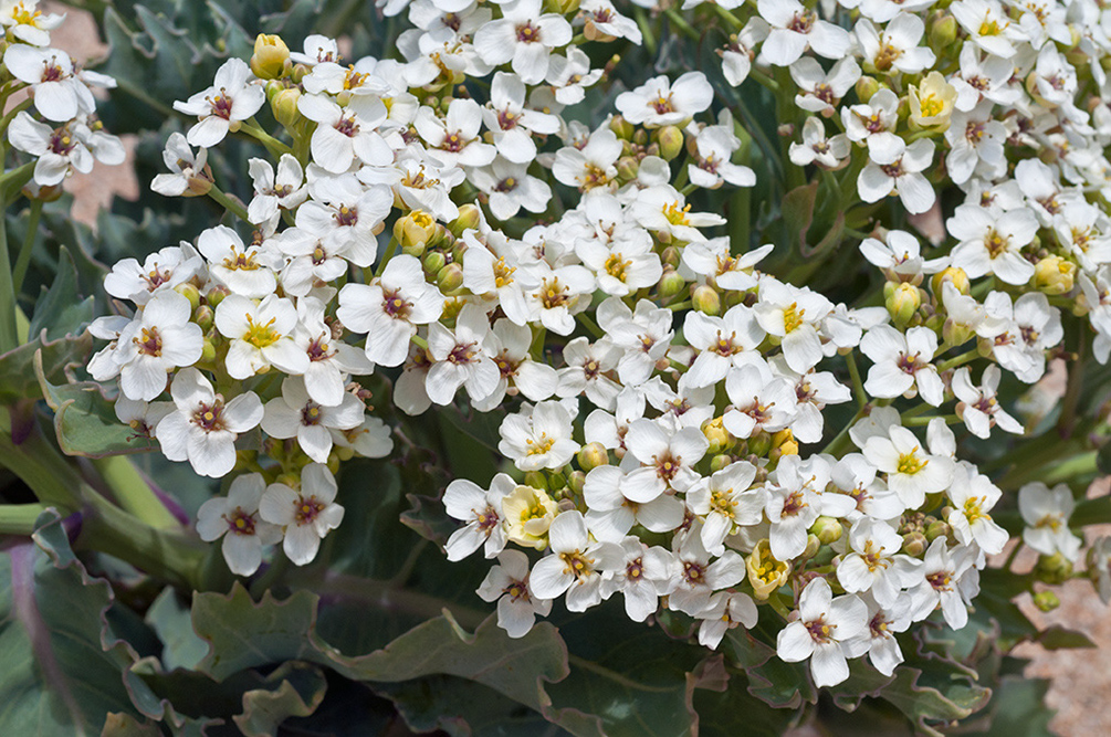 Crambe_maritima_LP0711_40_Scilly