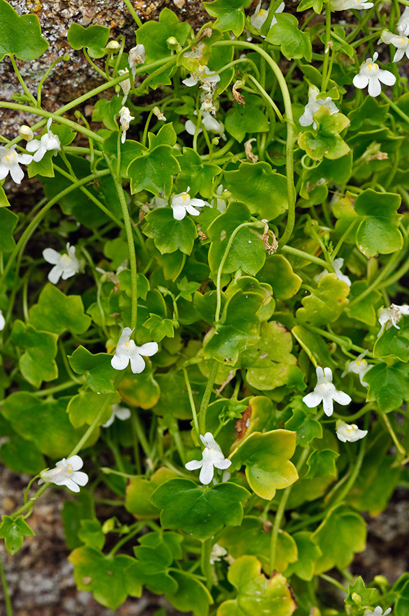 Cymbalaria_muralis_LP0712_53_Scilly