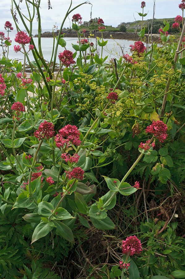 Centranthus_ruber_LP0711_07_Scilly