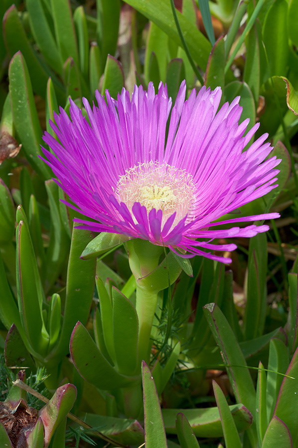 Carpobrotus_edulis_LP0709_78_Scilly