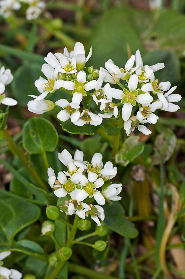 Cochlearia_officinalis_LP0713_10_Scilly