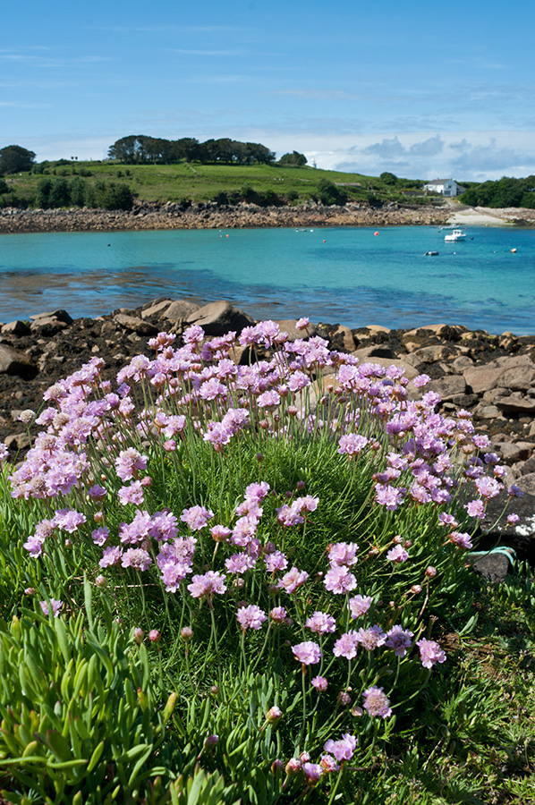 Armeria_maritima_LP0710_44_Scilly