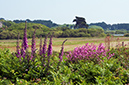 Digitalis_purpurea_LP0709_46_Scilly