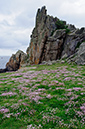 Armeria_maritima_LP0710_89_Scilly