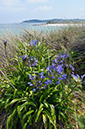 Agapanthus_praecox_LP0709_61_Scilly