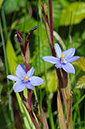 Aristea_ecklonii_LP0715_04_Scilly