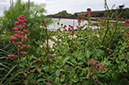 Centranthus_ruber_LP0711_04_Scilly