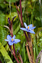 Aristea_ecklonii_LP0715_02_Scilly