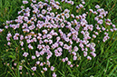 Armeria_maritima_LP0710_02_Scilly