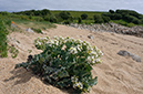 Crambe_maritima_LP0711_50_Scilly