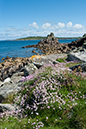 Armeria_maritima_LP0710_48_Scilly