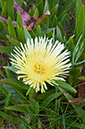 Carpobrotus_edulis_LP0709_31_Scilly