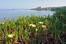 Carpobrotus_edulis_LP0709_23_Scilly