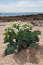 Crambe_maritima_LP0711_54_Scilly