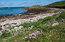 Armeria_maritima_LP0710_29_Scilly