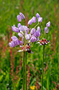 Allium_roseum_LP0709_04_Scilly