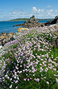 Armeria_maritima_LP0710_50_Scilly