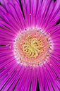 Carpobrotus_edulis_LP0715_29_Scilly