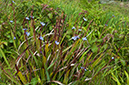 Aristea_ecklonii_LP0715_21_Scilly