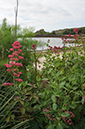 Centranthus_ruber_LP0711_03_Scilly