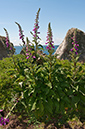 Digitalis_purpurea_LP0710_54_Scilly