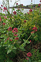 Centranthus_ruber_LP0711_07_Scilly