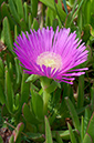 Carpobrotus_edulis_LP0709_78_Scilly