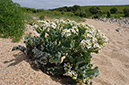 Crambe_maritima_LP0711_49_Scilly