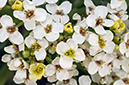 Crambe_maritima_LP0711_44_Scilly