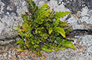 Asplenium_marinum_LP0712_28_Scilly