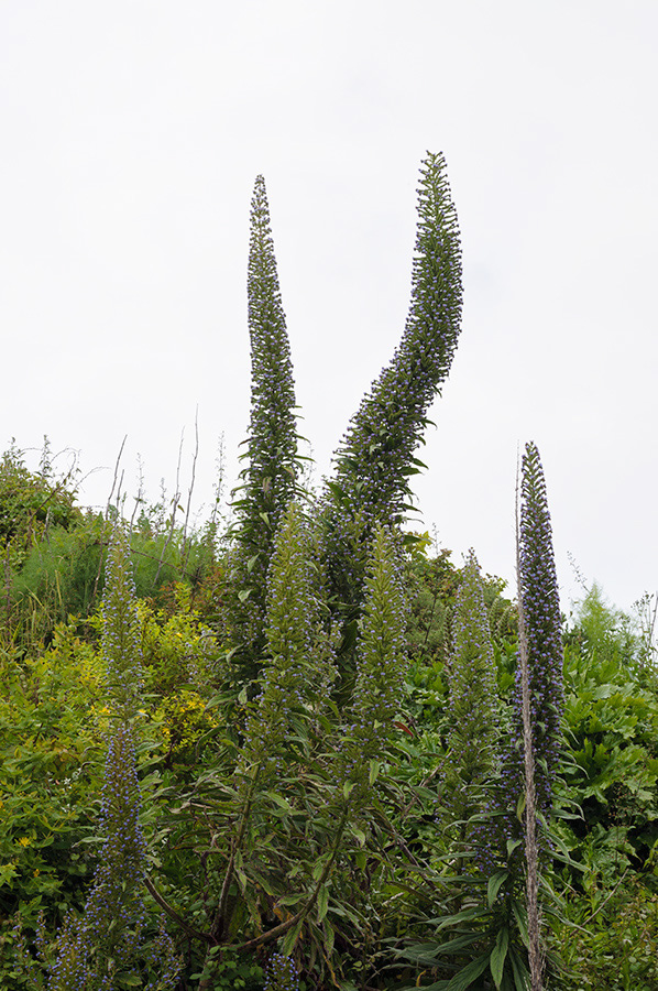 Echium_pininana_LP0716_56_Scilly