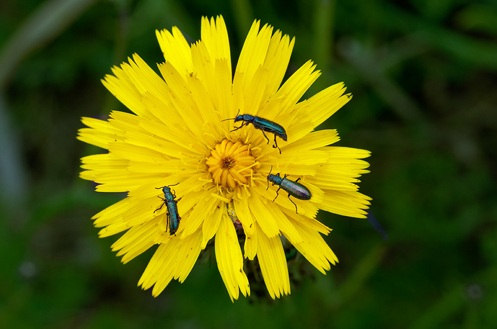 Hypochaeris_radicata_LP0711_62_Scilly