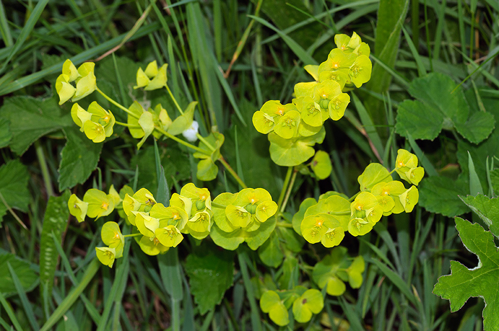 Euphorbia_amygdaloides_LP0713_32_Scilly