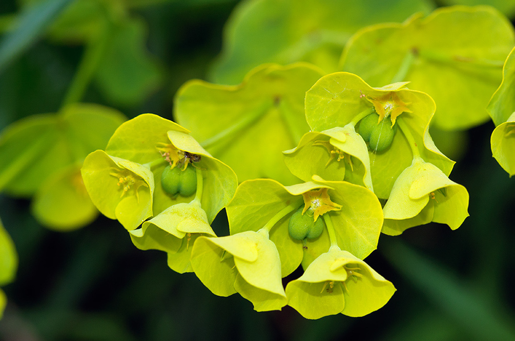 Euphorbia_amygdaloides_LP0713_37_Scilly