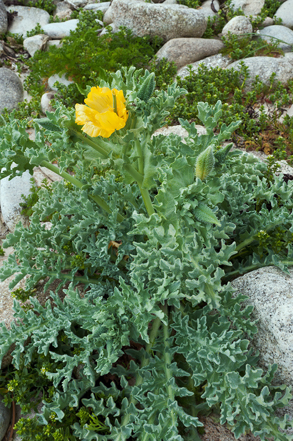 Glaucium_flavum_LP0713_83_Scilly