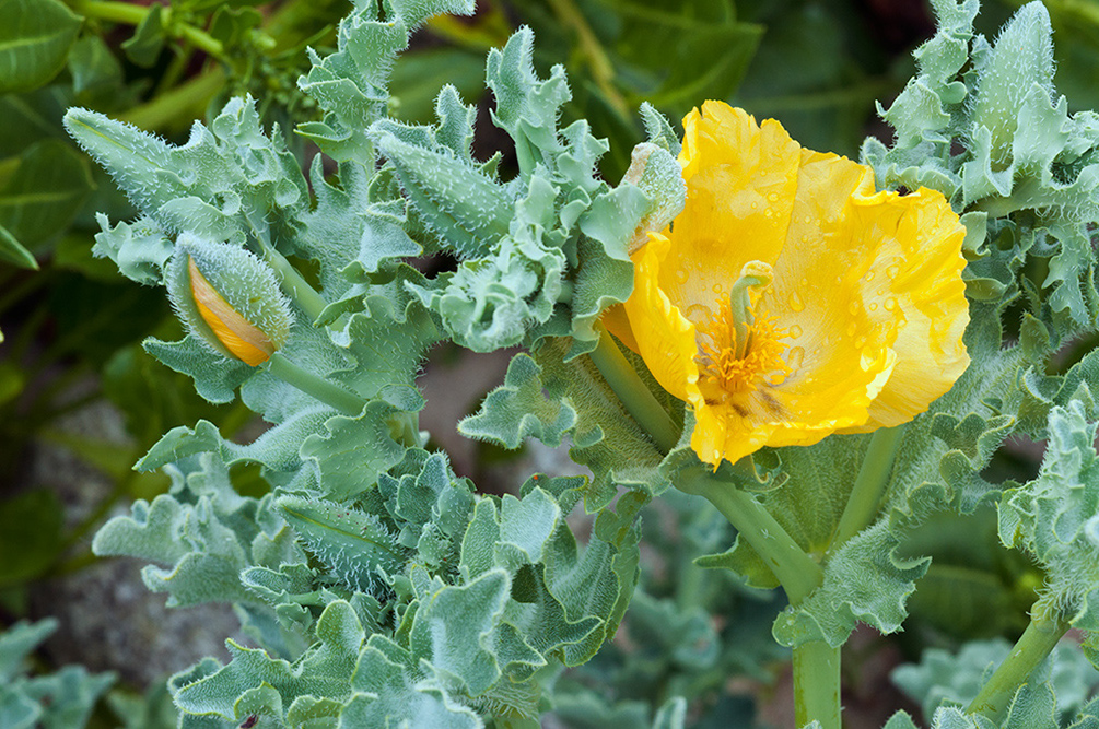 Glaucium_flavum_LP0713_70_Scilly