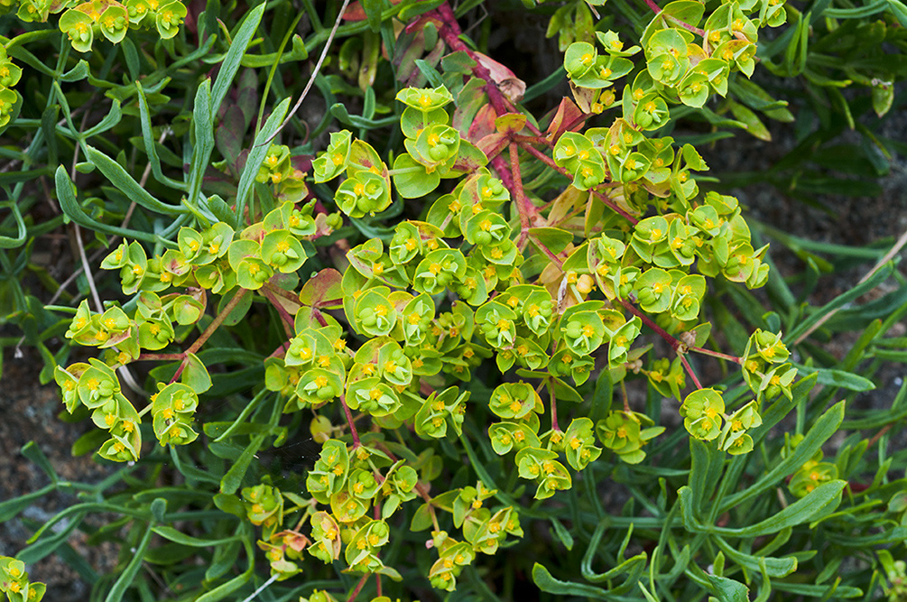 Euphorbia_portlandica_LP0716_43_Scilly