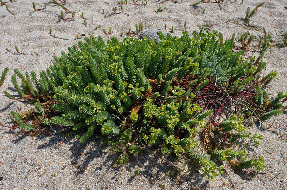 Euphorbia_paralias_LP0710_79_Scilly