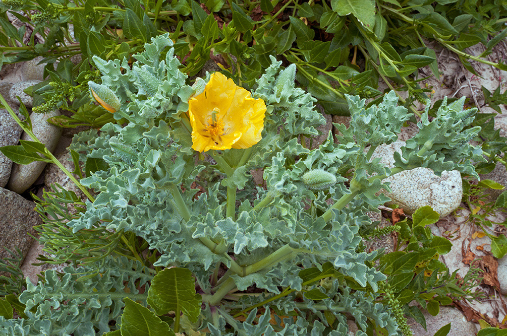 Glaucium_flavum_LP0713_81_Scilly