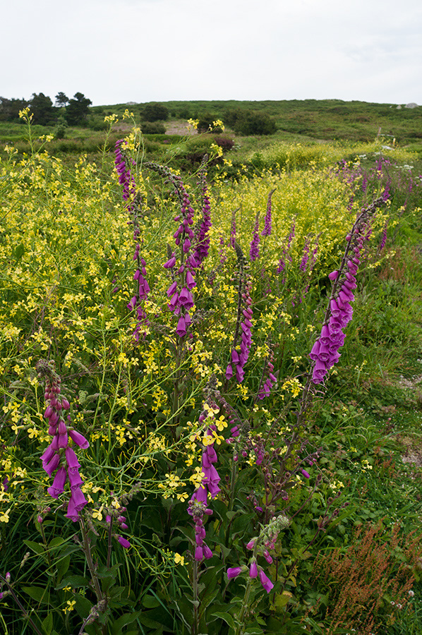 Digitalis_purpurea_LP0714_42_Scilly