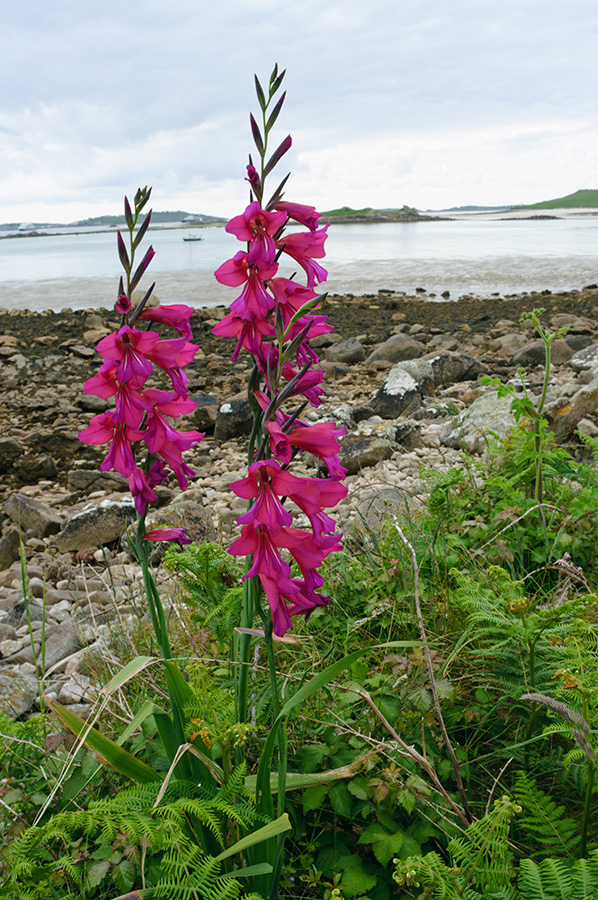 Gladiolus_communis_LP0713_40_Scilly