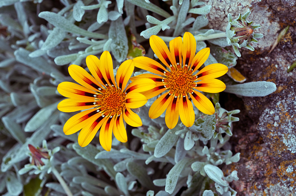 Gazania_rigens_LP0716_40_Scilly