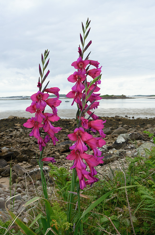 Gladiolus_communis_LP0713_43_Scilly