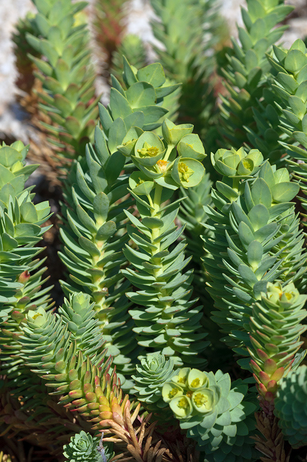 Euphorbia_paralias_LP0710_78_Scilly