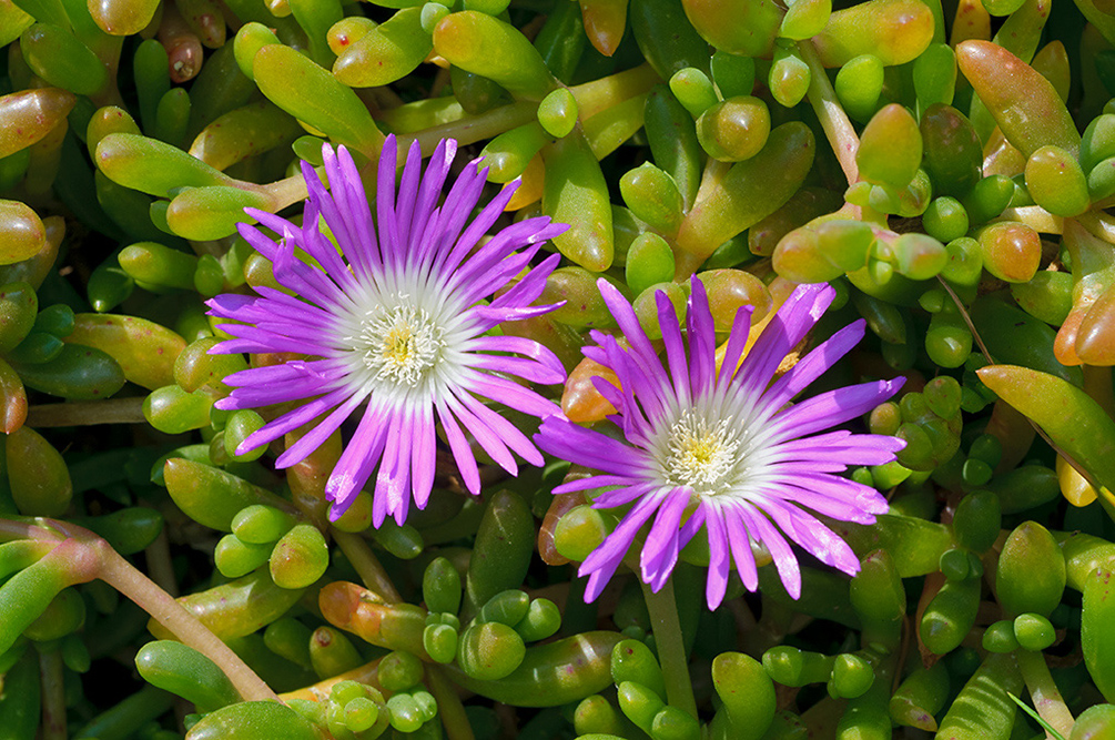 Disphyma_crassifolium_LP0709_92_Scilly