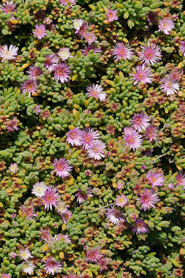 Drosanthemum_floribundum_LP0712_41_Scilly