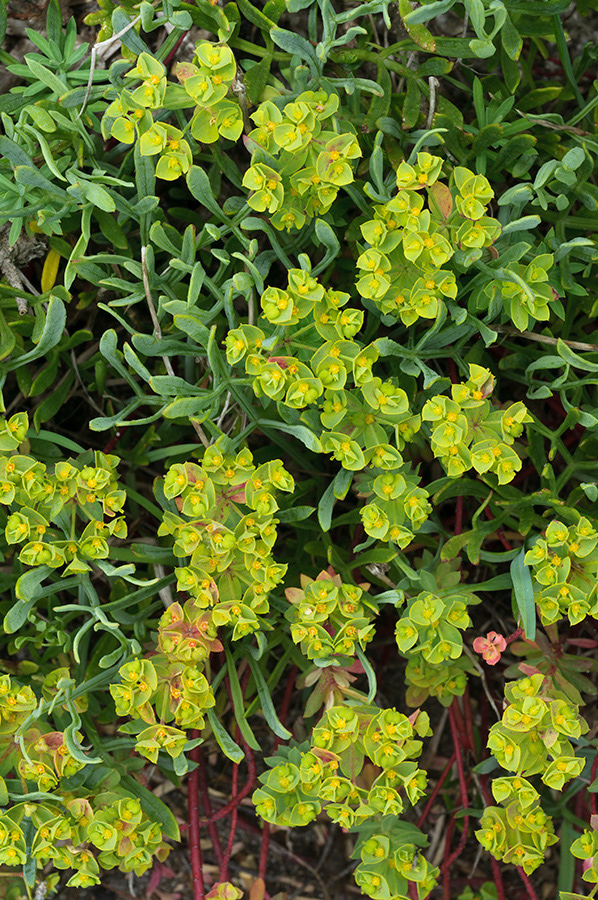 Euphorbia_portlandica_LP0716_41_Scilly